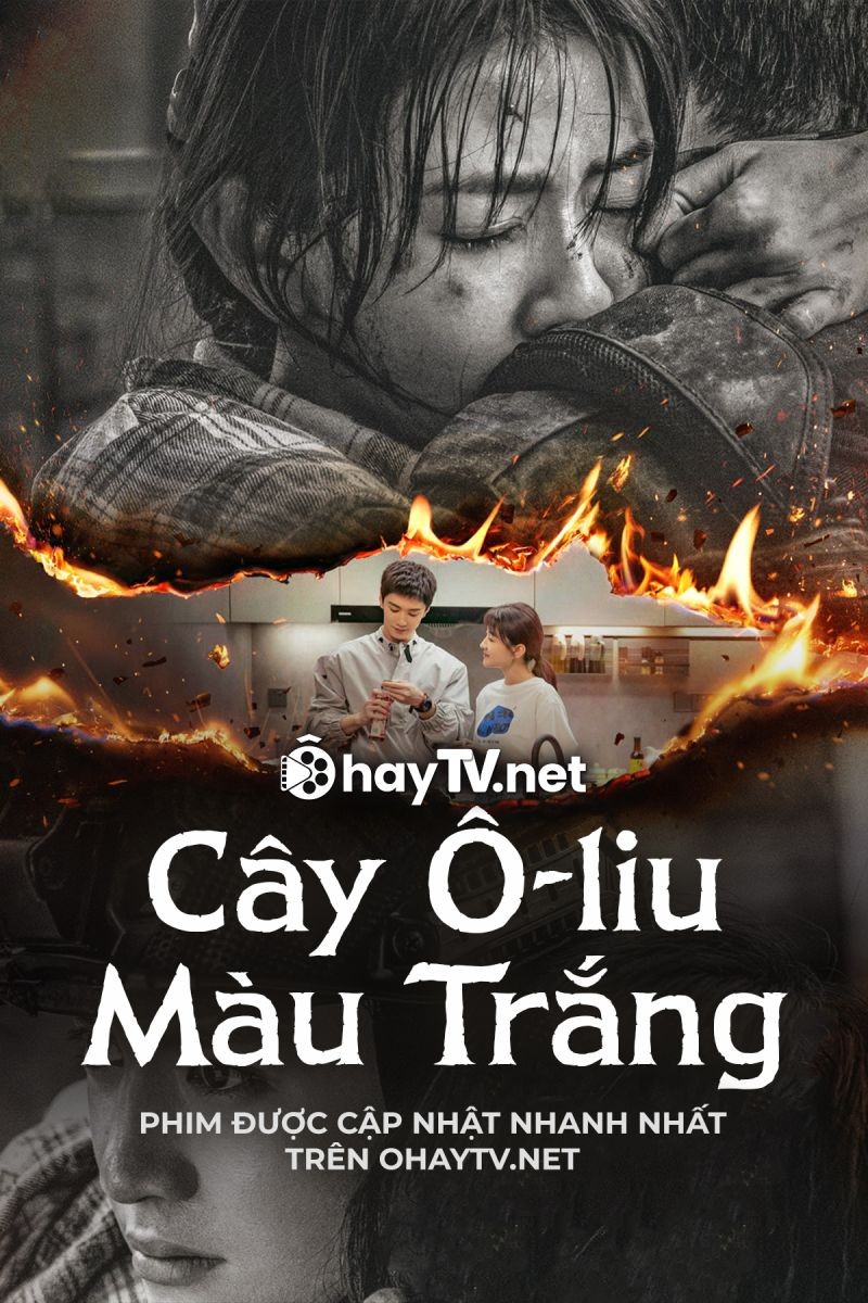 Xem phim Cây Ô Liu Màu Trắng